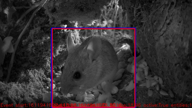 A mouse makes an appearance in a hedgerow during the night on one of the Winterwatch cameras.