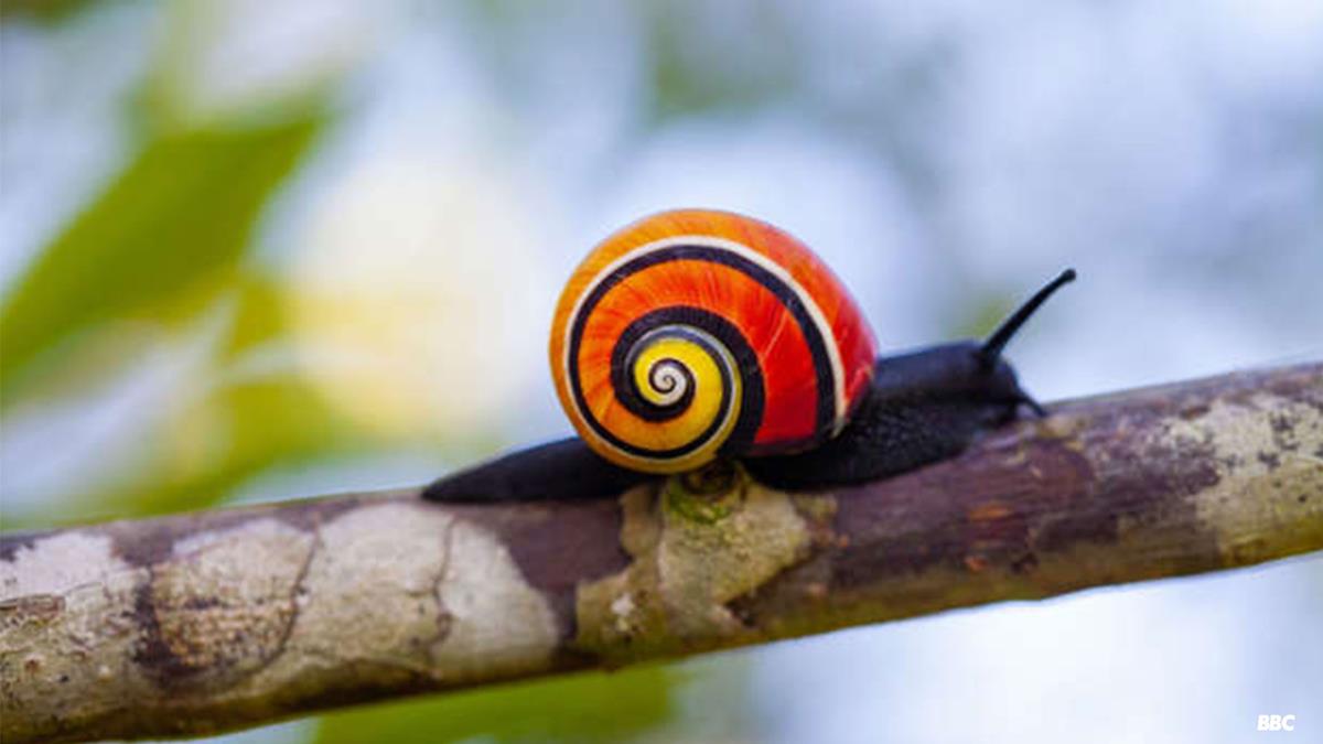 Cuban painted snail in “Life in Color with David Attenborough.” Cr: BBC/Netflix