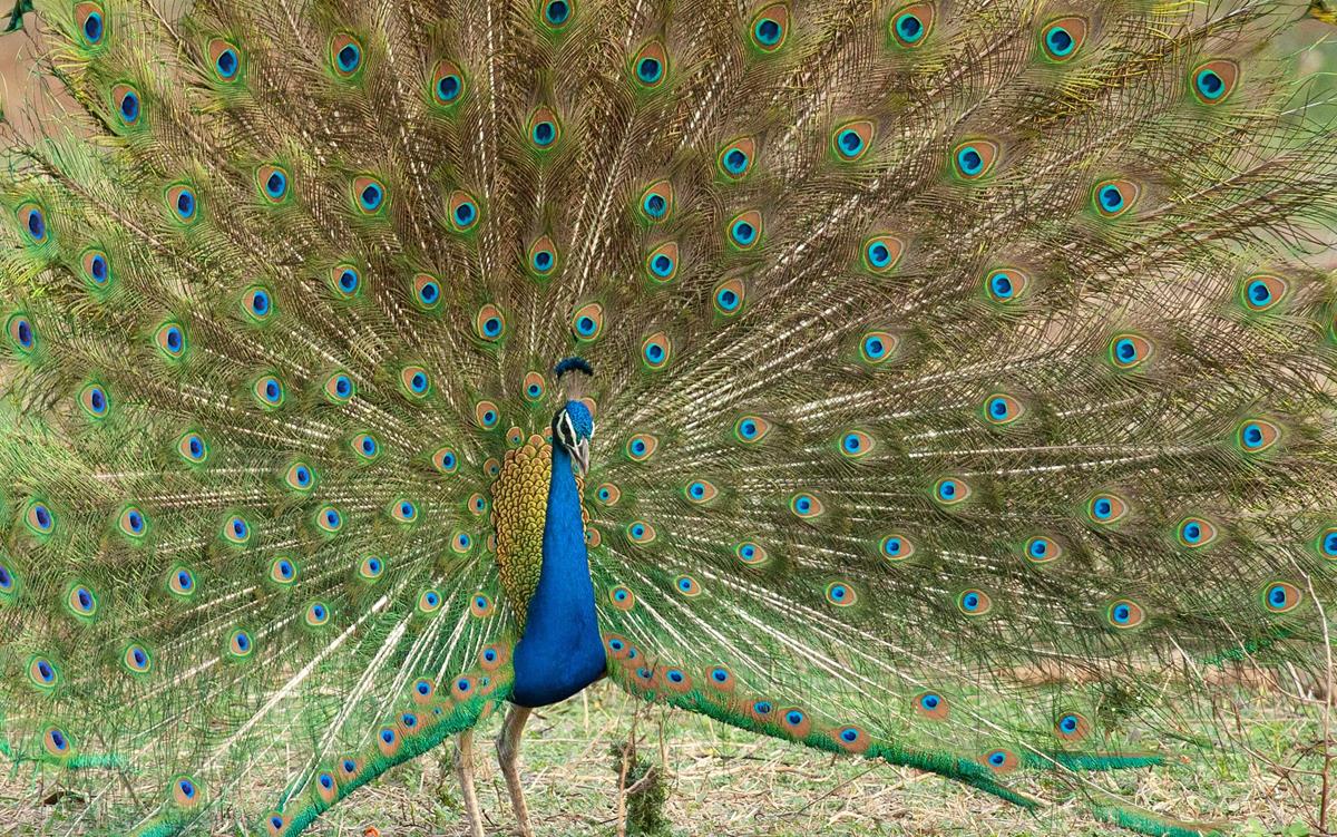 Peacock in “Life in Color with David Attenborough.” Cr: BBC/Netflix