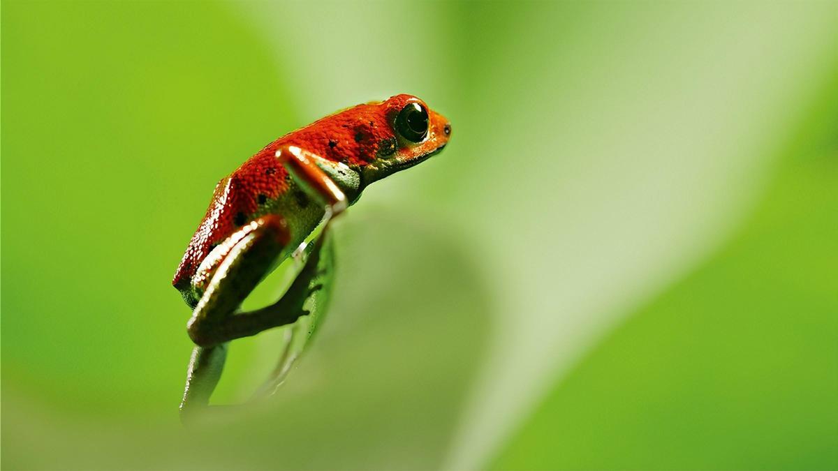 Strawberry poison dart frog in “Life in Color.” Cr: BBC/Netflix