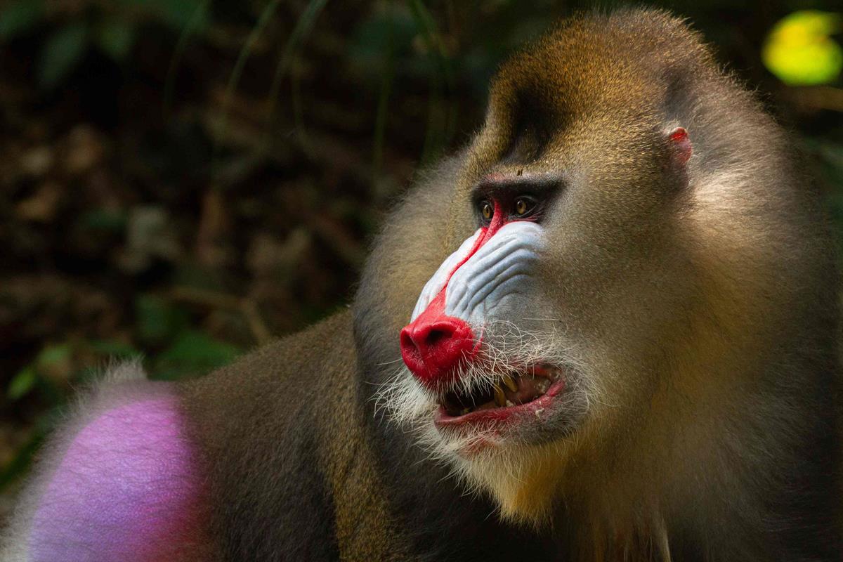 Mandrill baboon in Gabon in “Life in Color with David Attenborough.” Cr: BBC/Netflix