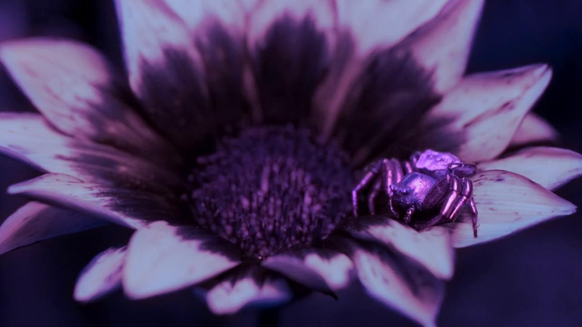 A crab spider reflects UV light in order to attract bees in “Life in Color with David Attenborough.” Cr: BBC/Netflix