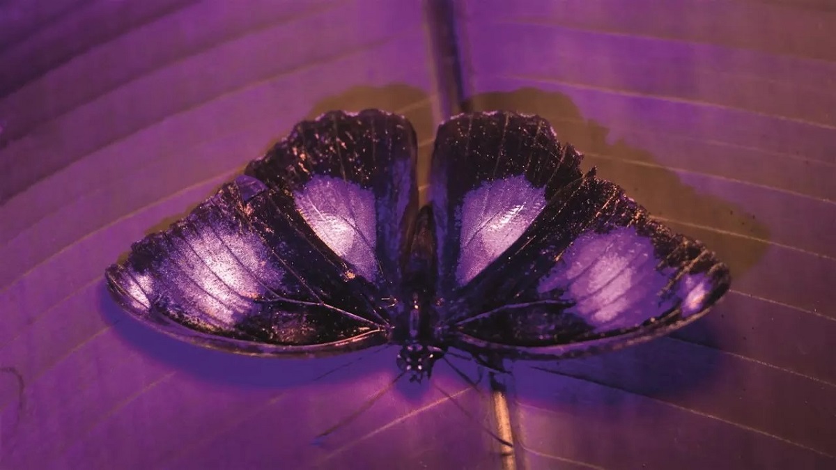 Blue-moon butterfly shot with UV camera in “Life in Color with David Attenborough.” Cr: BBC/Netflix