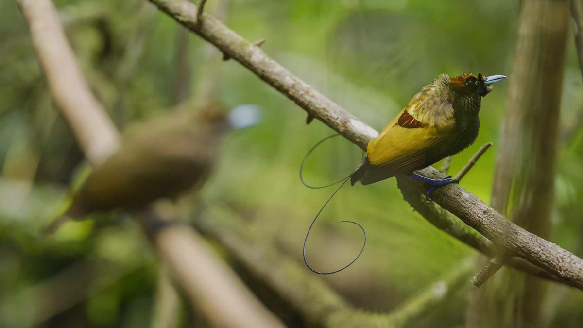Magnificent bird-of-paradise in “Life in Color with David Attenborough.” Cr: BBC/Netflix