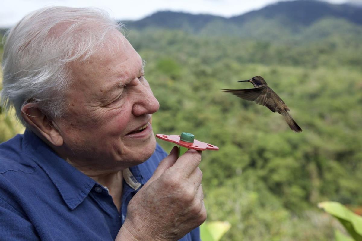 Attenborough with a hummingbird in Costa Rica in “Life in Color with David Attenborough.” Cr: BBC/Netflix