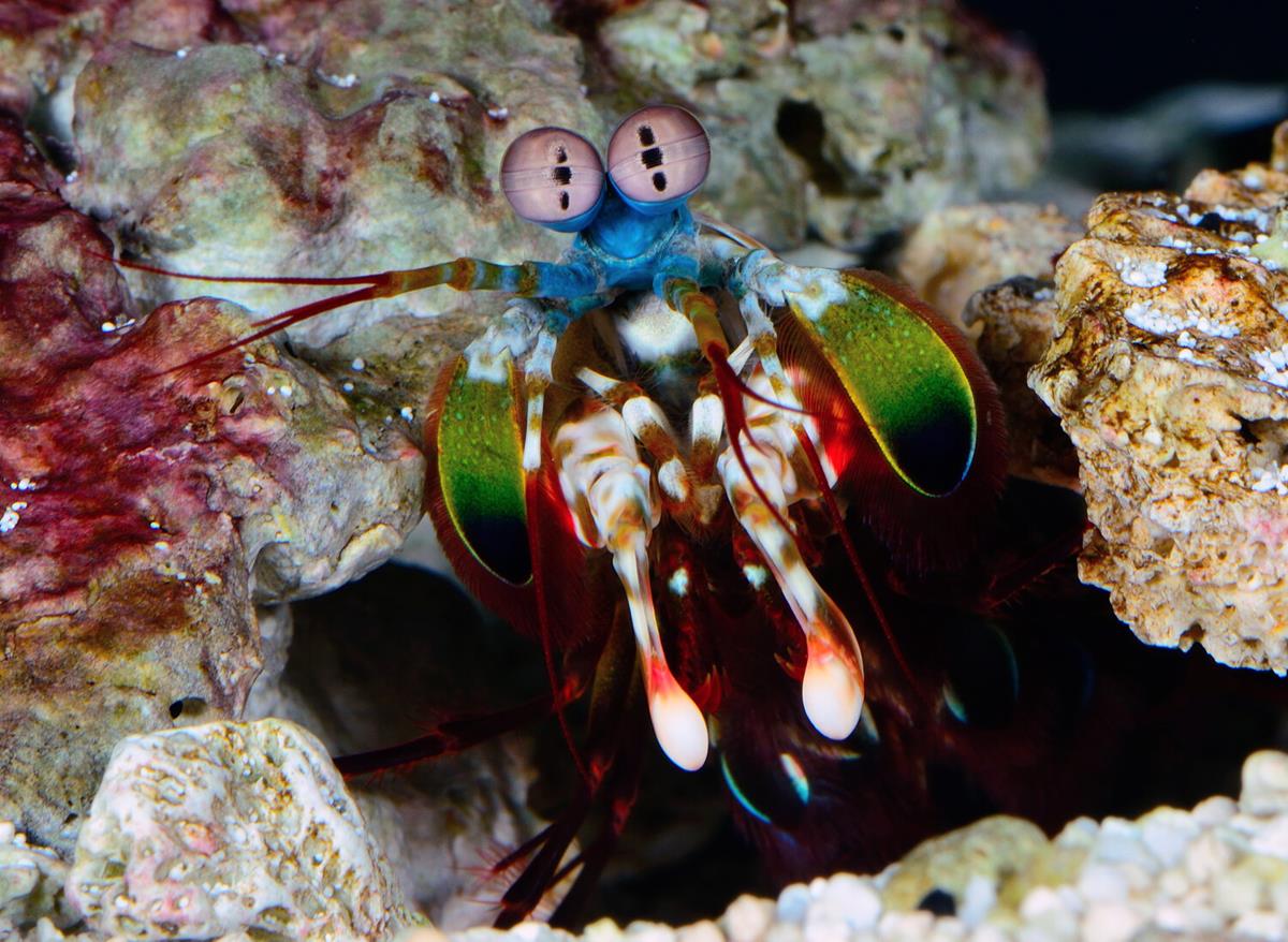 Peacock Mantis shrimp in “Life in Color with David Attenborough.” Cr: BBC/Netflix