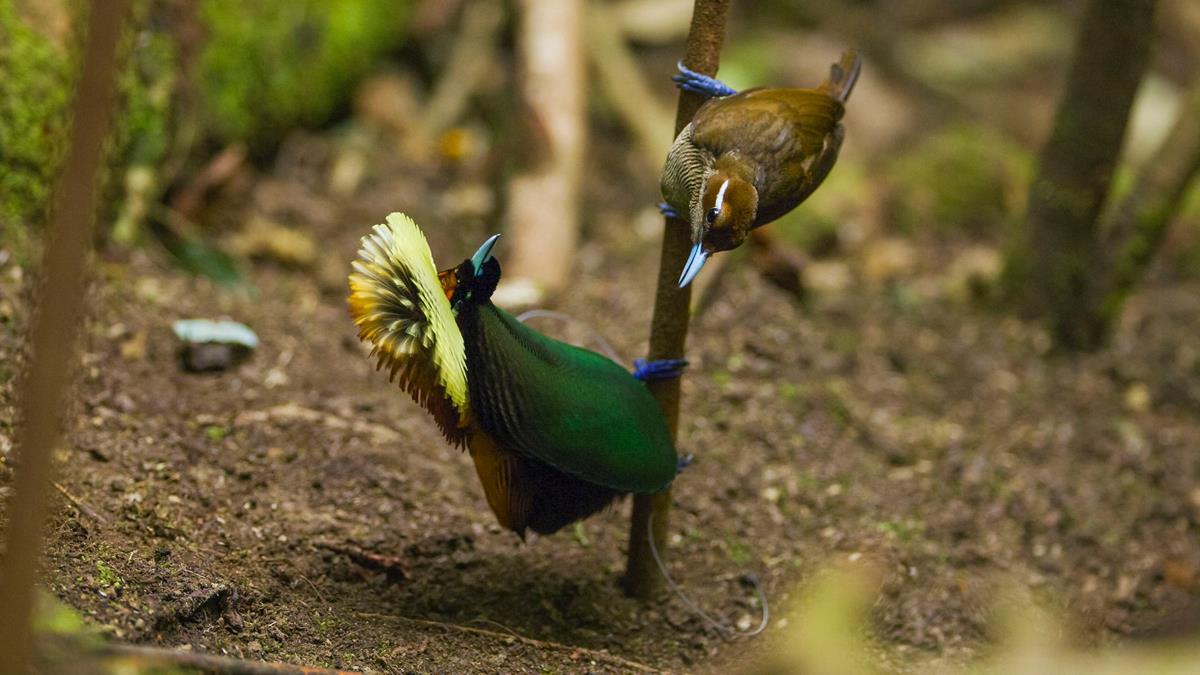 Magnificent bird-of-paradise performing a mating dance in “Life in Color with David Attenborough.” Cr: BBC/Netflix