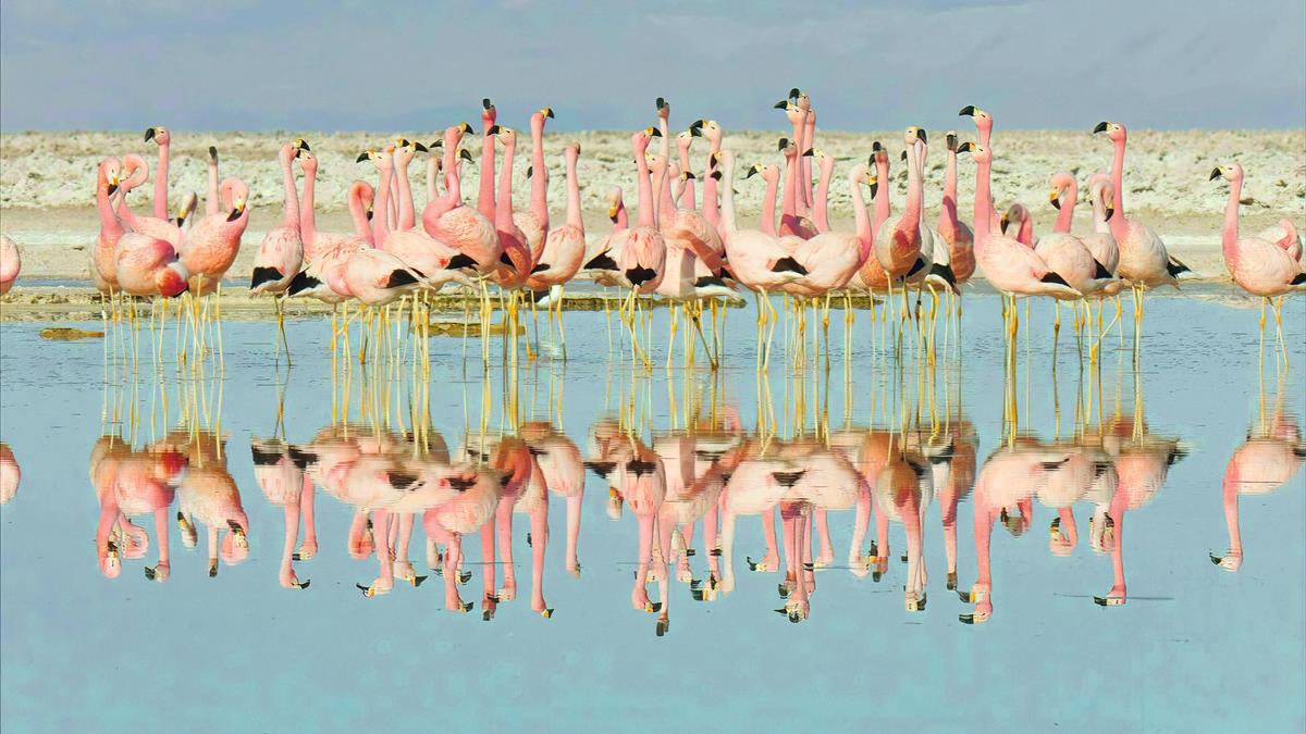 Andean flamingos in “Life in Color with David Attenborough.” Cr: BBC/Netflix