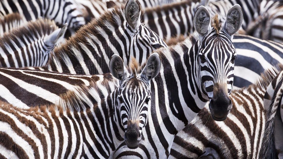 Zebras in the series “Life in Color with David Attenborough.” Cr: Netflix